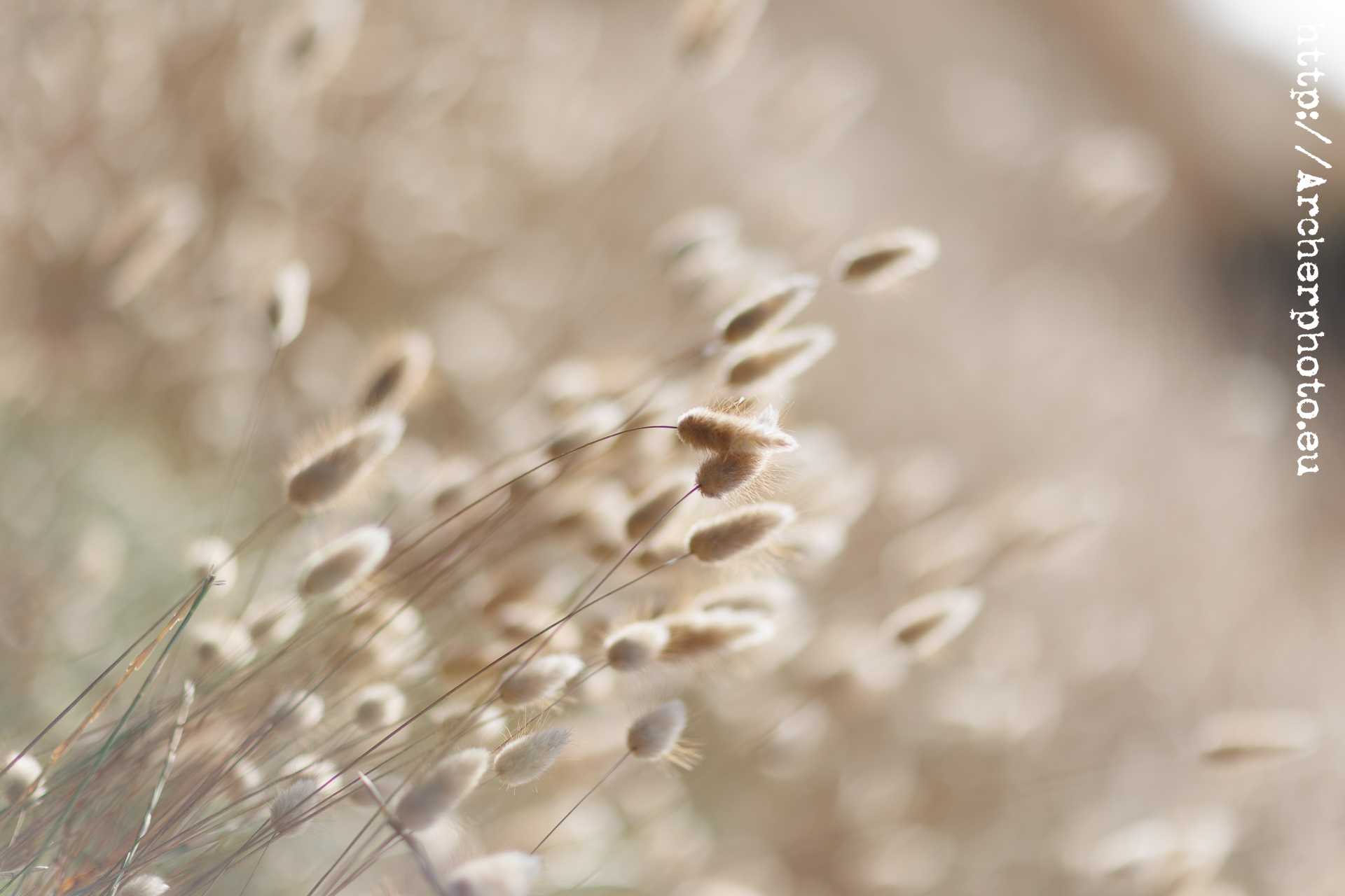 Probando el Canon 85mm 1.2 ii