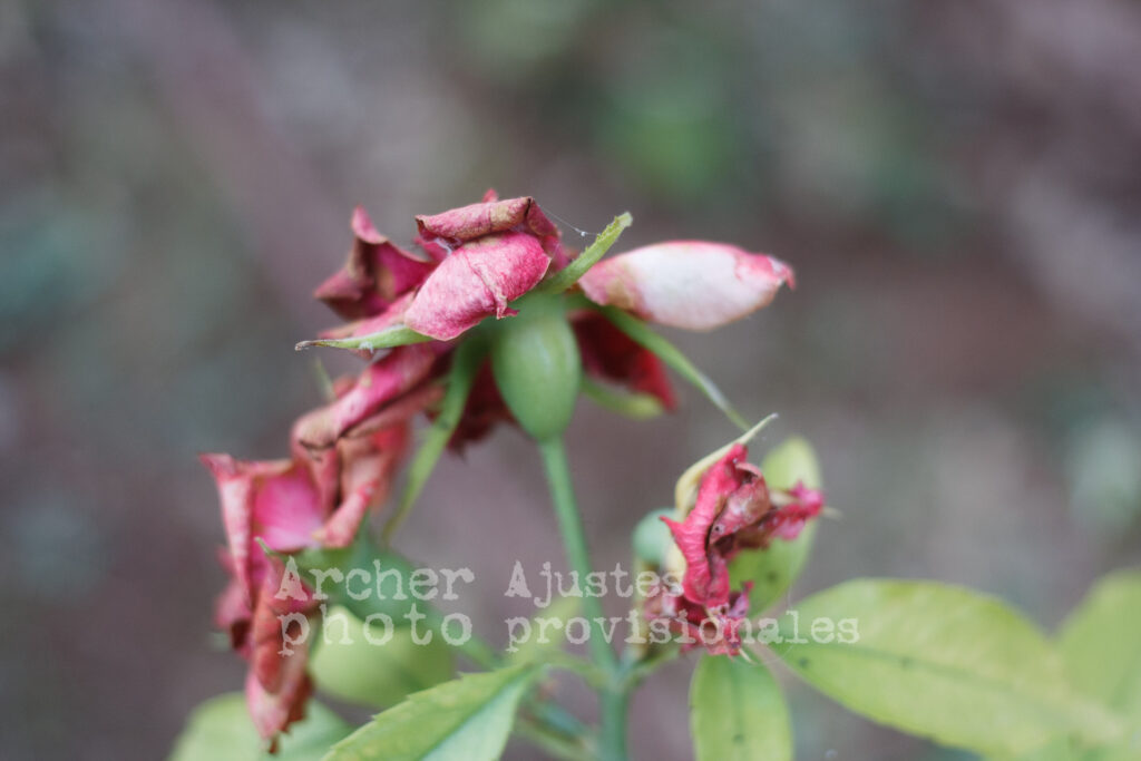 Fotos con una cámara de 30 euros, una flor marchita con una EOS 400D y un 40mm 2,8