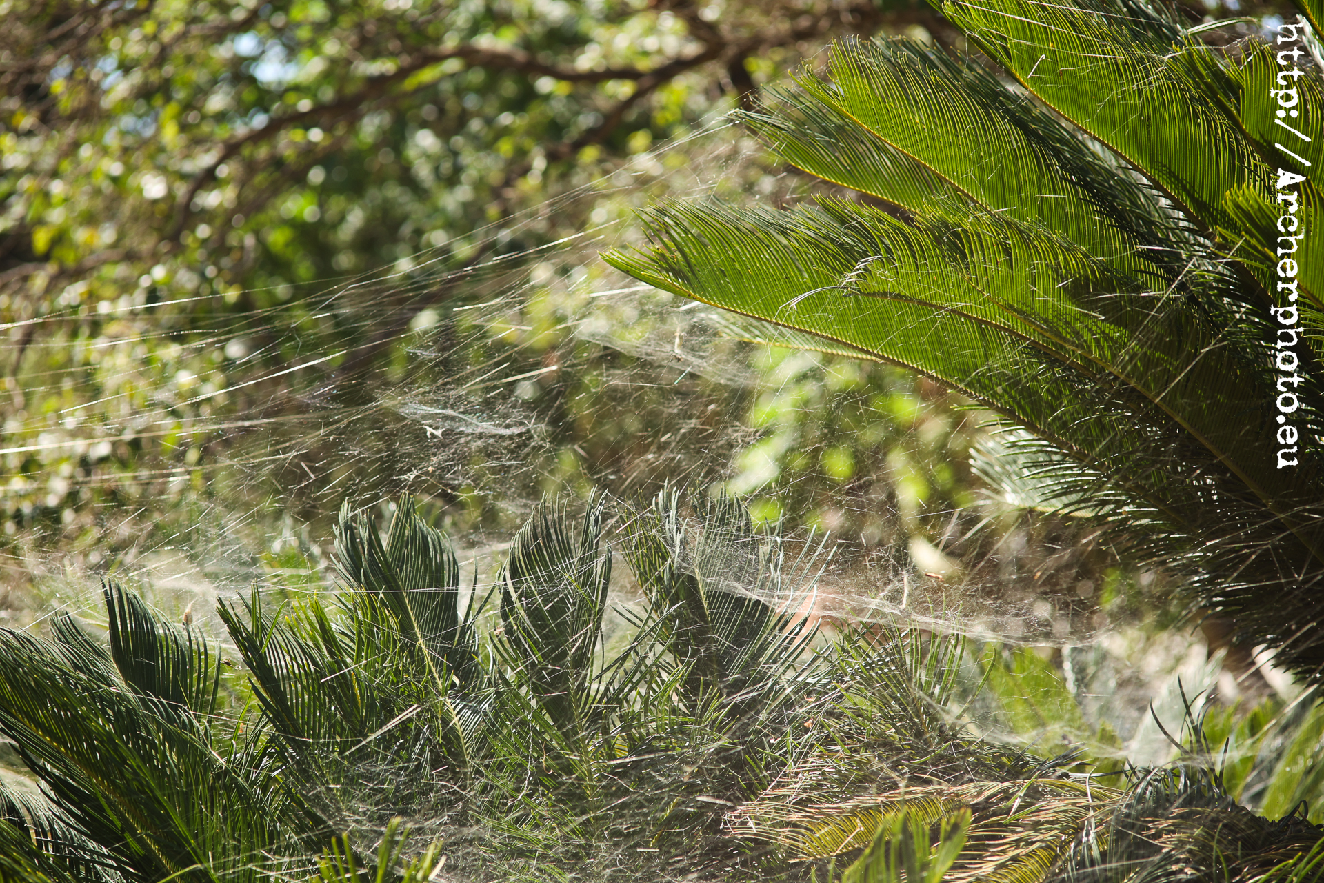 Paseando con un Zeiss Sonnar 135 f4