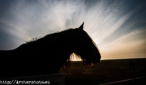 caballo,contraluz,fotografo profesional,Valencia