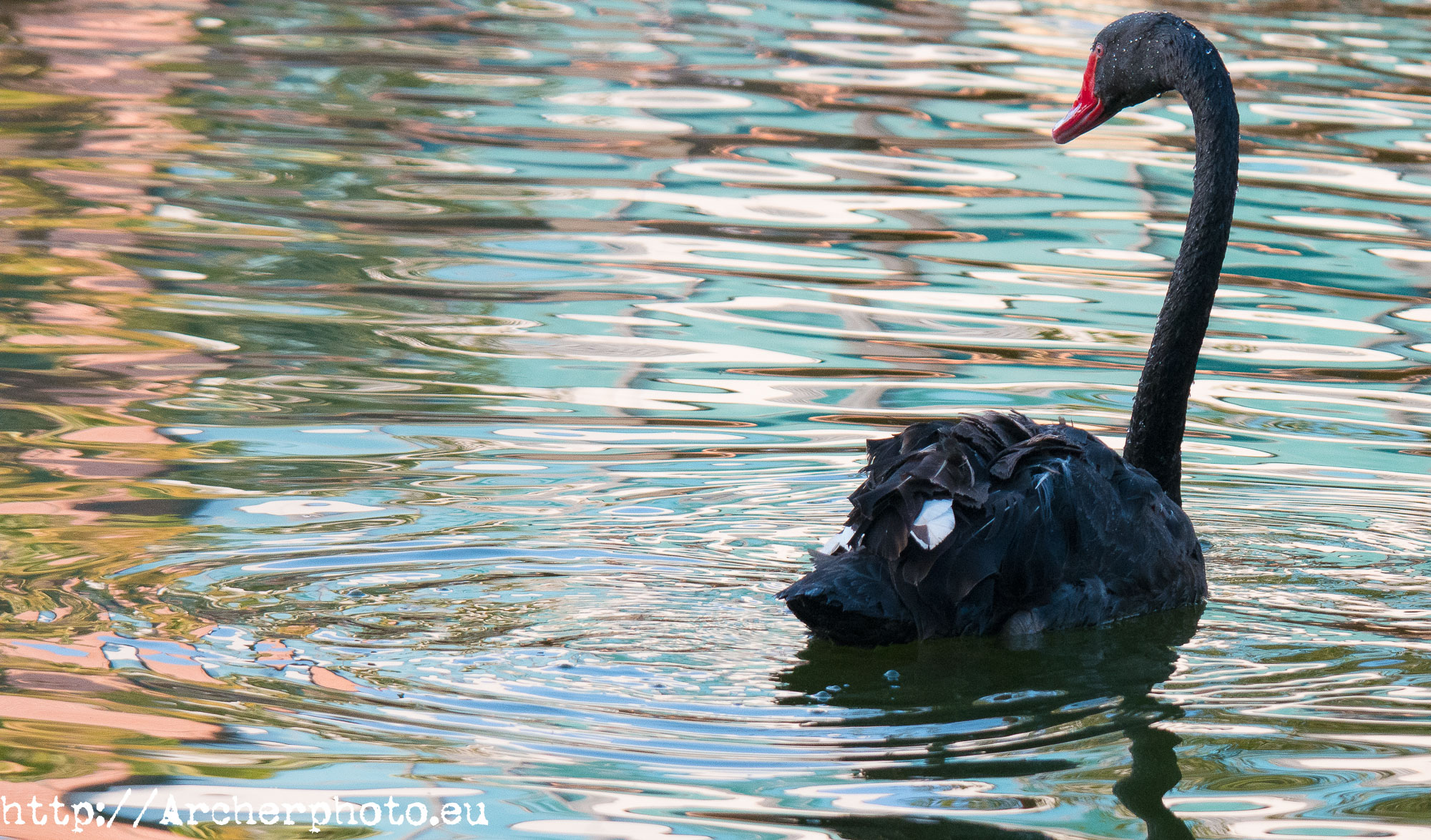 cisne negro por archerphoto fotógrafo valencia
