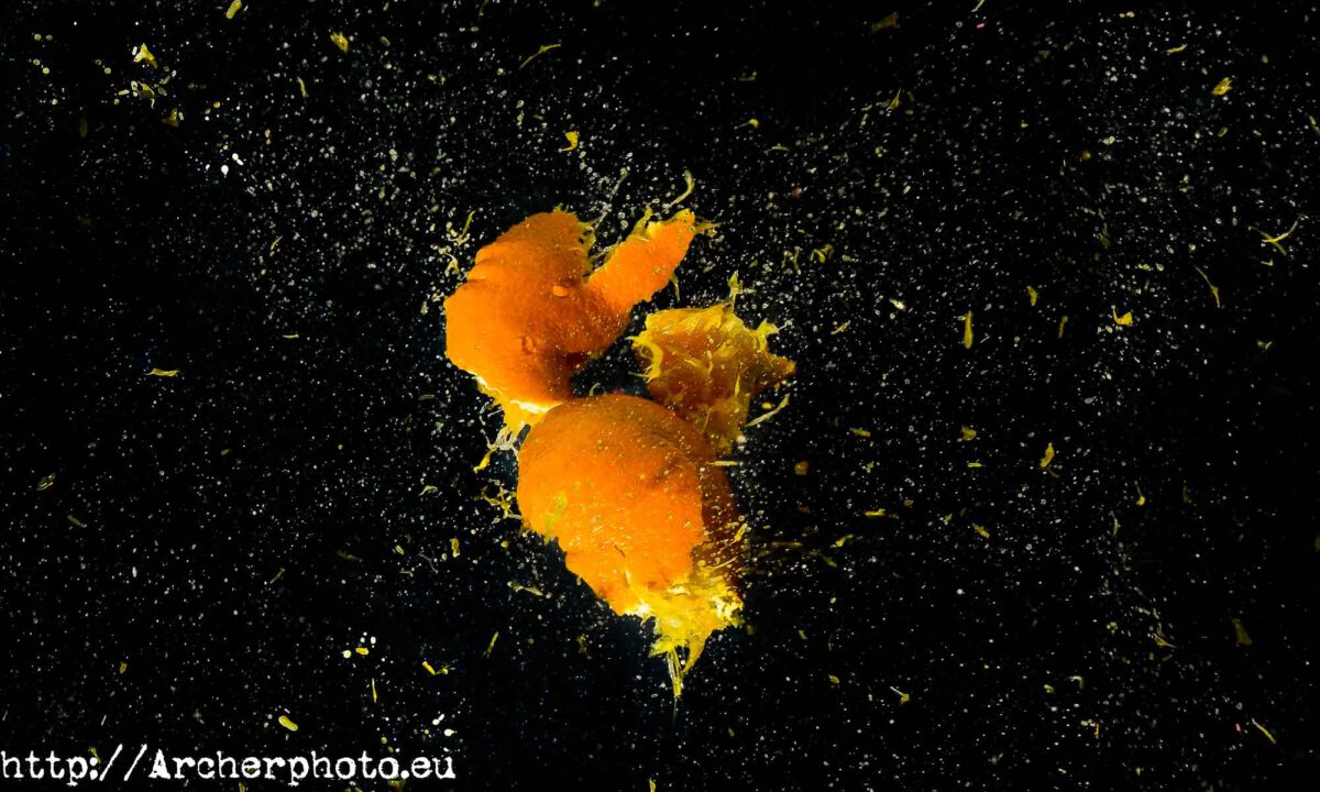 naranja explotando- fotografo valencia - Archerphoto