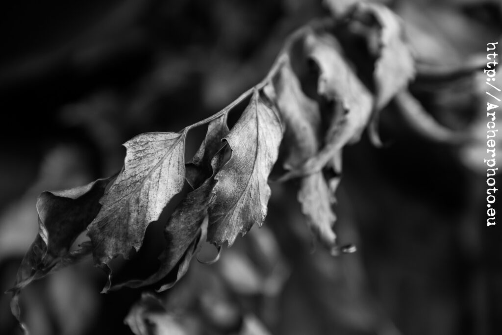 Hojas secas en blanco y negro, foto realizada por Sergi Albir, fotógrafo profesional, en el Parc Central, en otoño en València, 2022