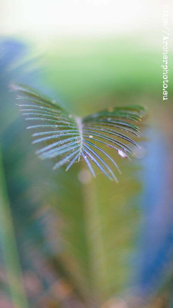 Probando el Canon 85mm 1.2 ii, por Sergi Albir, fotógrafo profesional en España