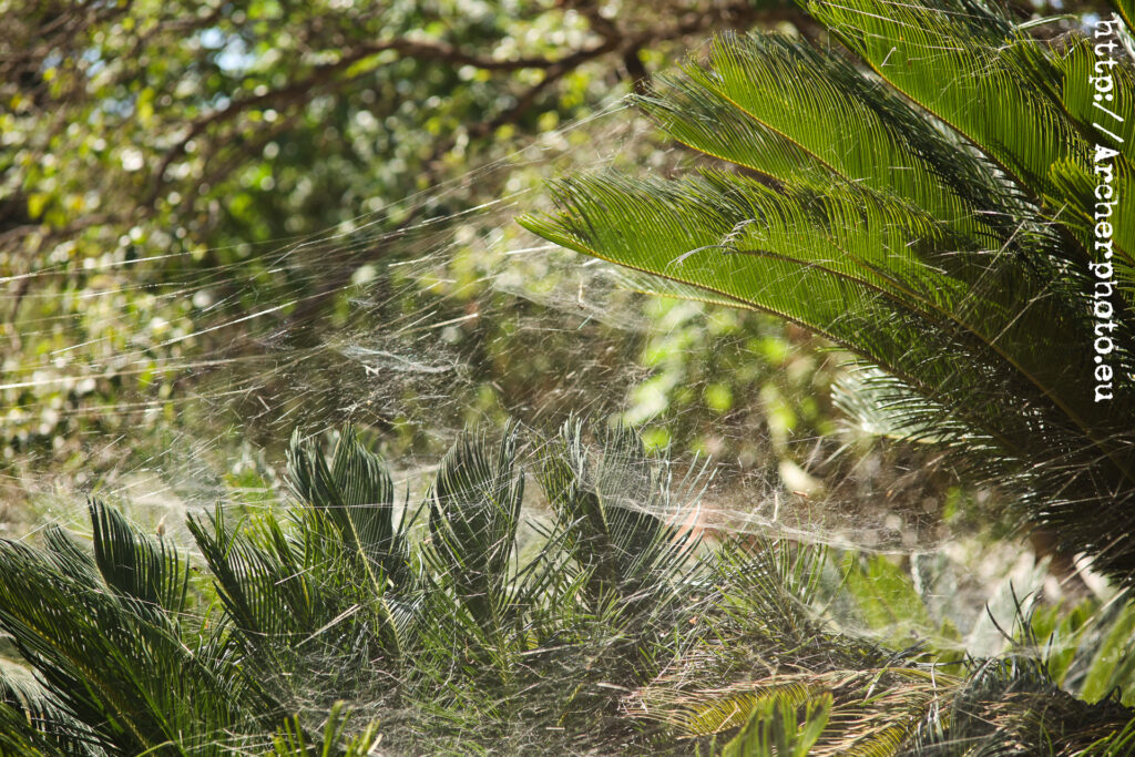 Telarañas encontradas paseando con un Zeiss Sonnar 135 f4, por Sergi Albir, fotógrafo en València.