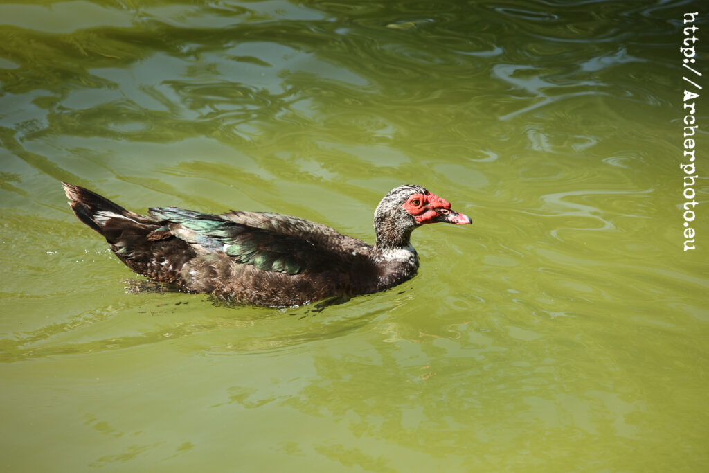 Un pato en los Jardines del Real, del post Paseando con un Zeiss Sonnar 135 f4