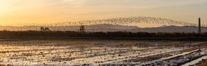 Fotos en la Albufera de València
