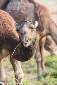 dromedarios en la Albufera de Valencia, Archerphoto, fotógrafo profesional