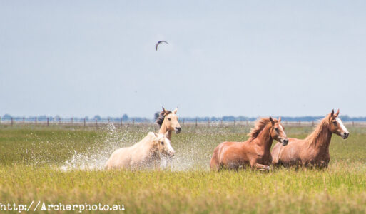 Caballos en Doñana