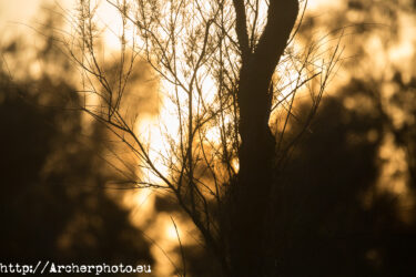 Doñana con Canon Explorer Series, foto de Archerphoto fotografo profesional, fotografía de naturaleza