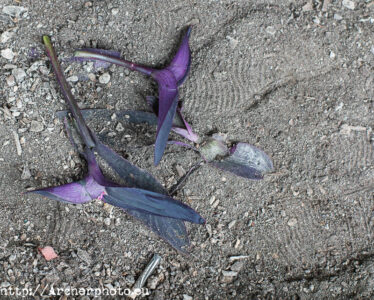 Fotografia artistica - Archerphoto -Fotografo profesional Valencia